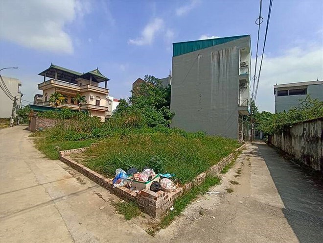 dat trong cay lau nam