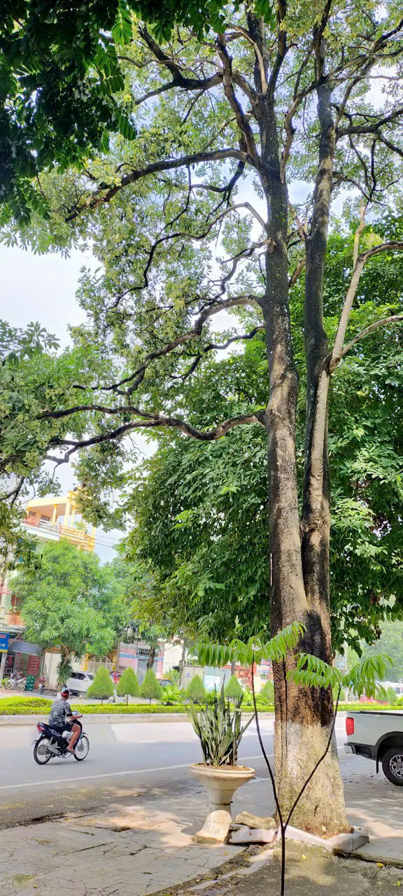 Cho thuê nhà 3 tầng, Quang Trung 2, Đông Vệ, TP Thanh Hoá