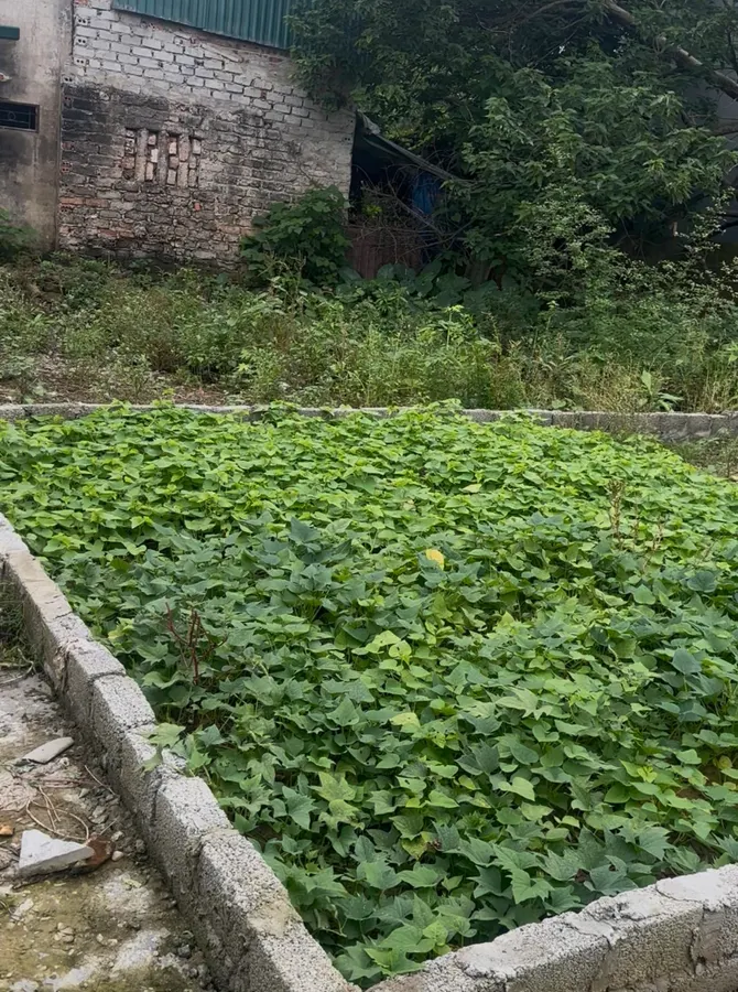 Bán đất gần công viên nước Đông Hương - ngõ ô tô nhỏ, giá chỉ hơn 1 tỷ