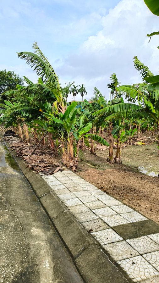 Bán lô đất 215m2 thôn Thịnh Lạc - mặt tiền 8,6m - đường 4m - giá chỉ 350 triệu