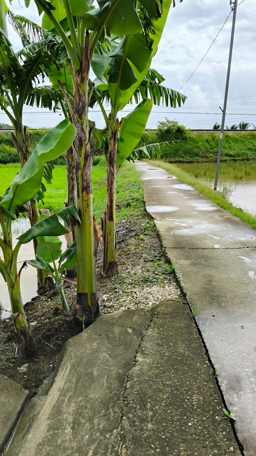 Bán lô đất 215m2 thôn Thịnh Lạc - mặt tiền 8,6m - đường 4m - giá chỉ 350 triệu