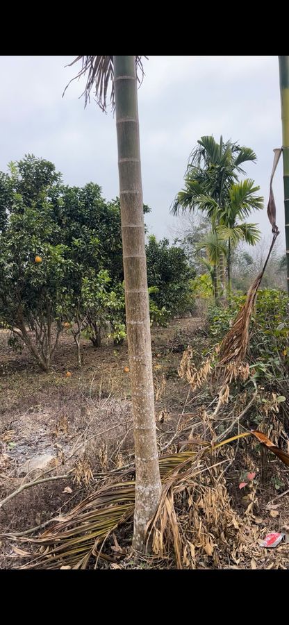 Bán đất 2 mặt tiền xã Thành Mỹ Thạch Thành - 1.979m², 400m² đất ở, tặng nhà cấp 4