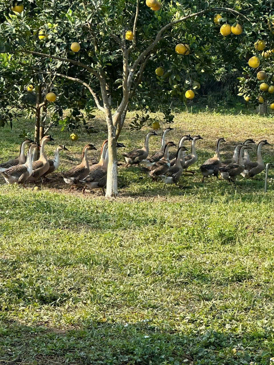 Chuyển nhượng đảo Hưng Giang Quảng Hưng - 30.757m², full công trình - phù hợp nghỉ dưỡng & du lịch sinh thái - giá 11 tỷ