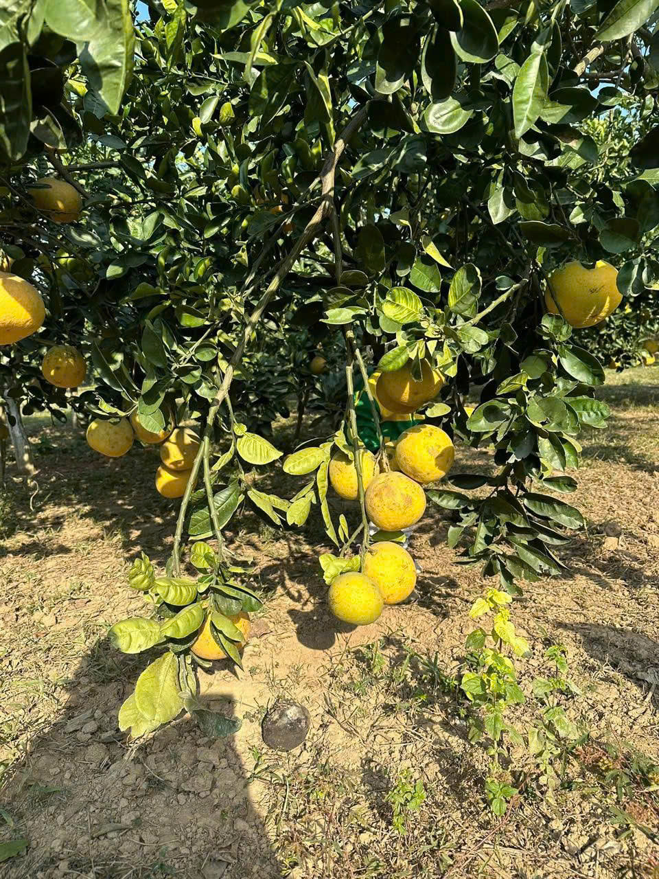 Chuyển nhượng đảo Hưng Giang Quảng Hưng - 30.757m², full công trình - phù hợp nghỉ dưỡng & du lịch sinh thái - giá 11 tỷ