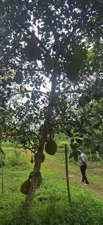 Bán trang trại 12000m², pháp lý đầy đủ, giá chỉ 1 tỷ 300