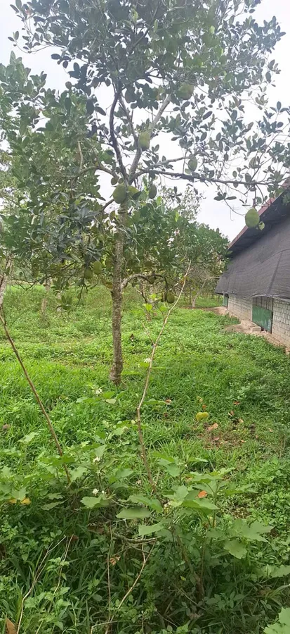 Bán trang trại 12000m², pháp lý đầy đủ, giá chỉ 1 tỷ 300