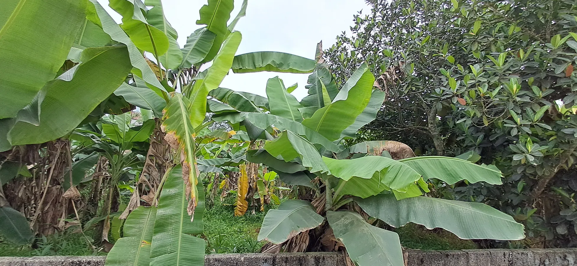 Bán đất 154,5m² mặt tiền 6m tại thôn vạn thành, xã thăng long, huyện nông cống - giá chỉ 350 triệu