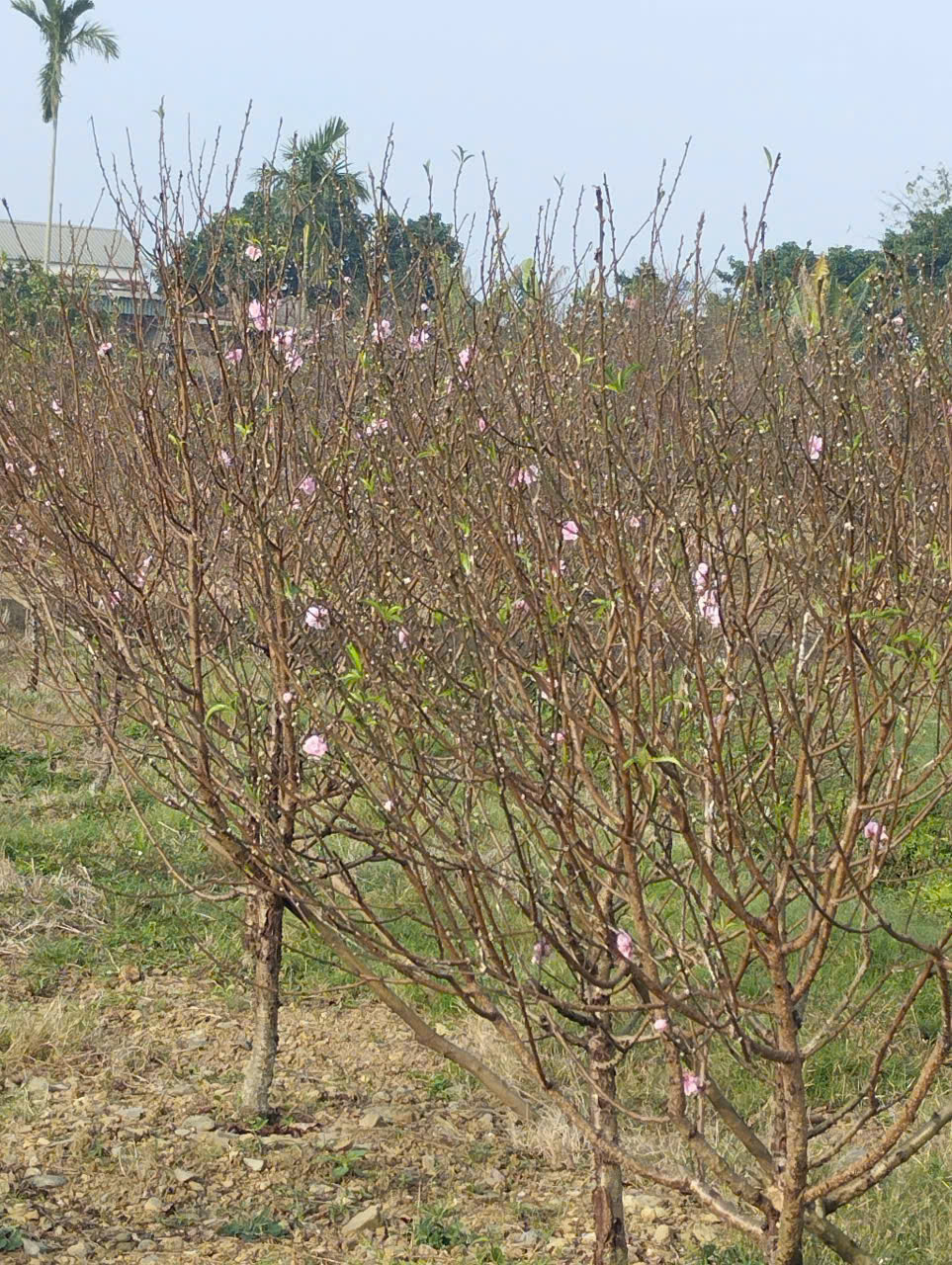 Lô đất 850m² Xuân Du Như Thanh - mặt tiền 18m, giá 1,08 tỷ, tiềm năng tăng giá rõ rệt