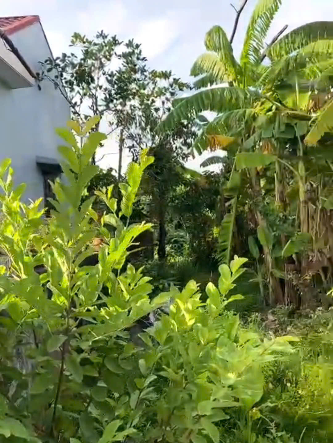 Bán 415m2 đất Quảng Xương - mặt tiền 31m | có ao cá - giá 750 triệu