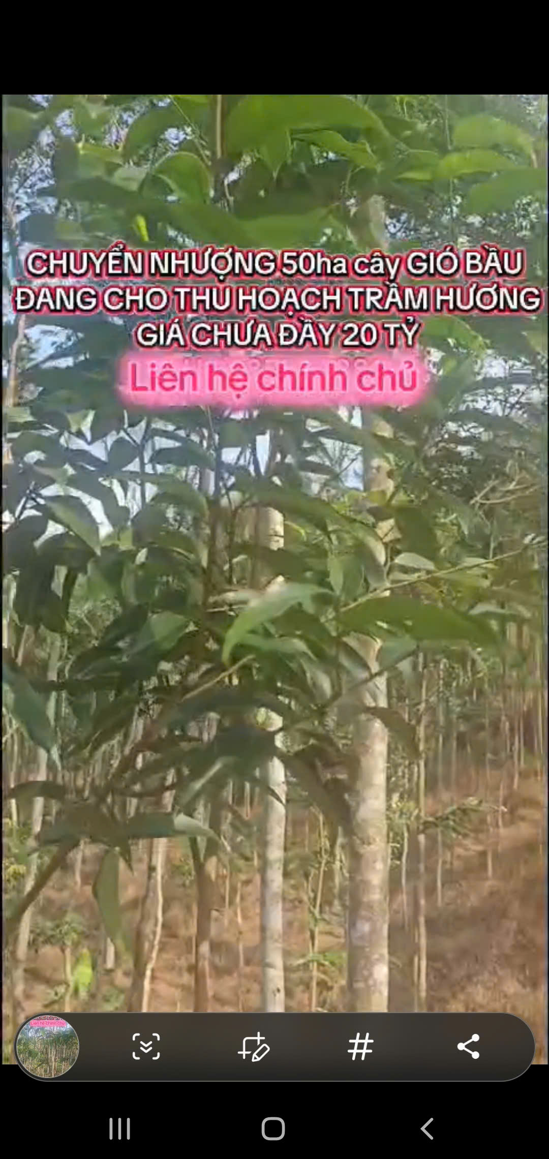 Chuyển nhượng rừng trầm 50ha tại Thanh Hóa - tài sản xanh sinh dòng tiền hơn 1 tỷ/năm