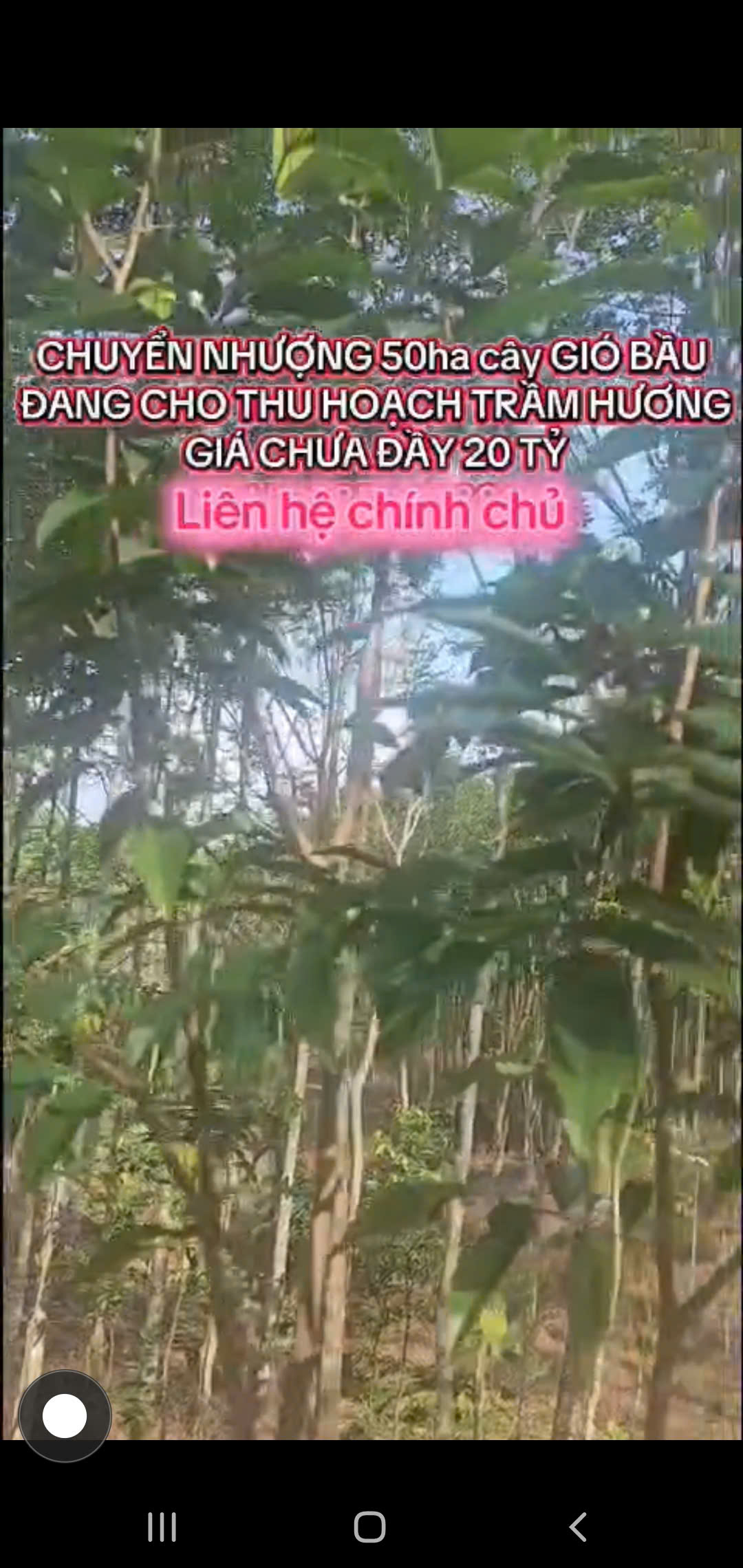 Chuyển nhượng rừng trầm 50ha tại Thanh Hóa - tài sản xanh sinh dòng tiền hơn 1 tỷ/năm