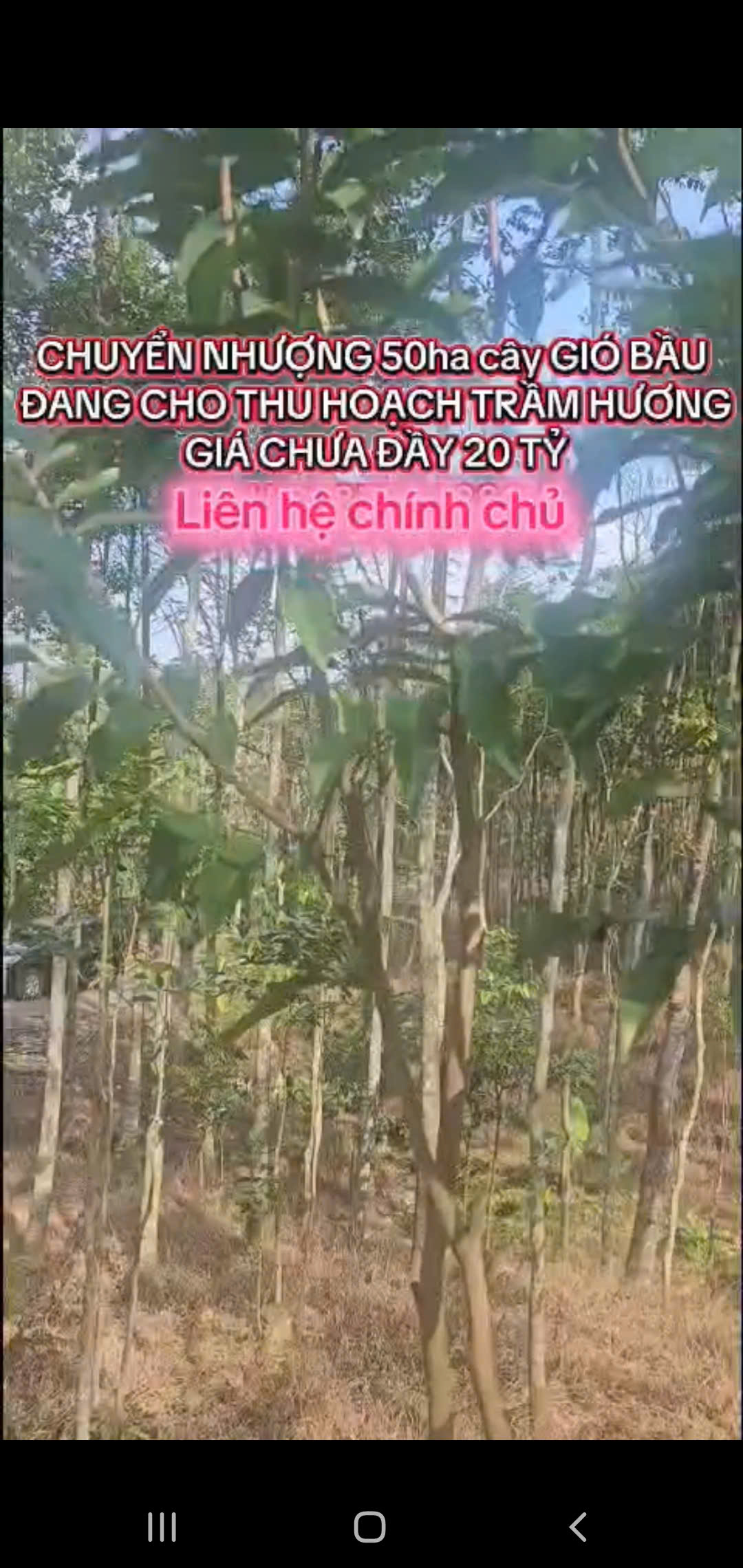 Chuyển nhượng rừng trầm 50ha tại Thanh Hóa - tài sản xanh sinh dòng tiền hơn 1 tỷ/năm