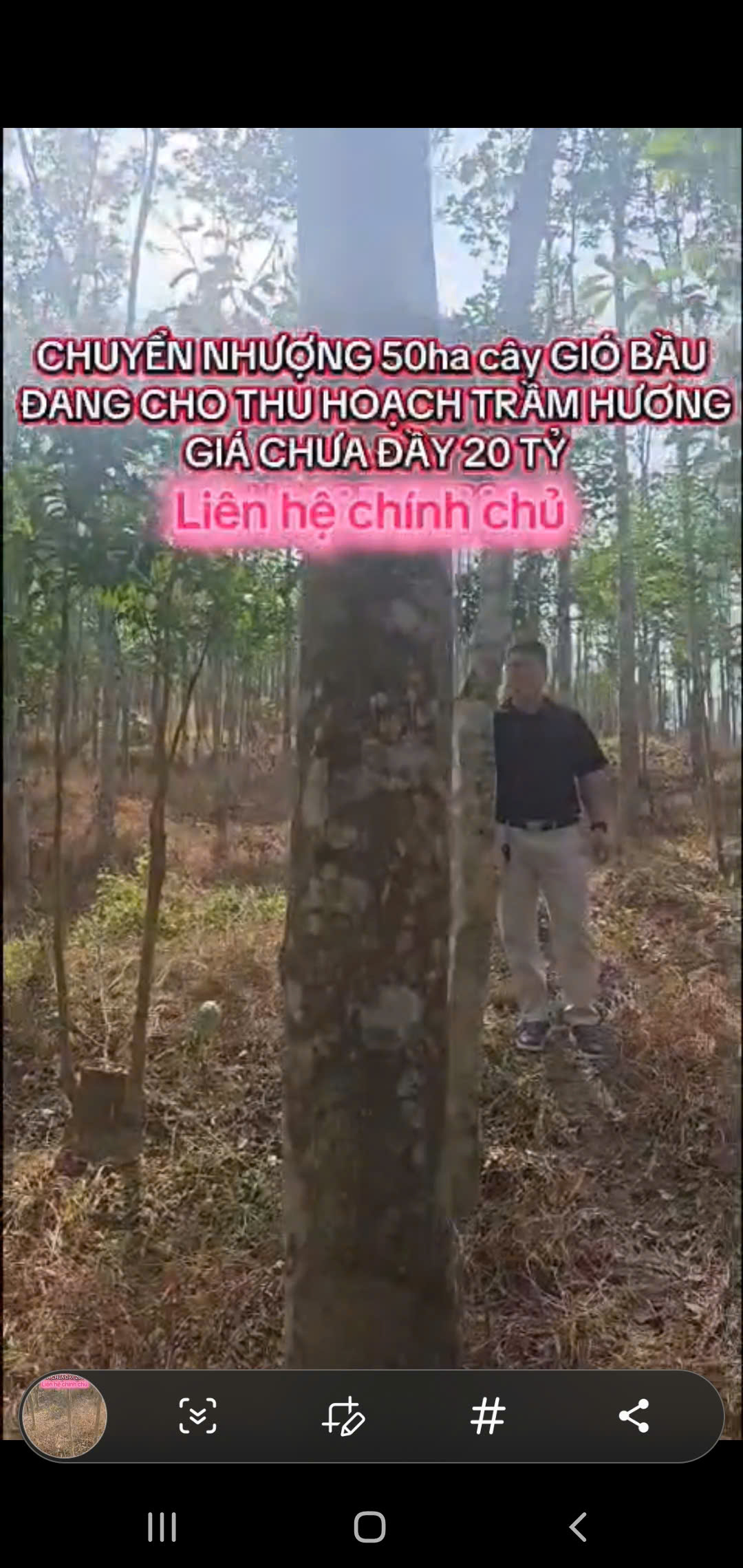 Chuyển nhượng rừng trầm 50ha tại Thanh Hóa - tài sản xanh sinh dòng tiền hơn 1 tỷ/năm