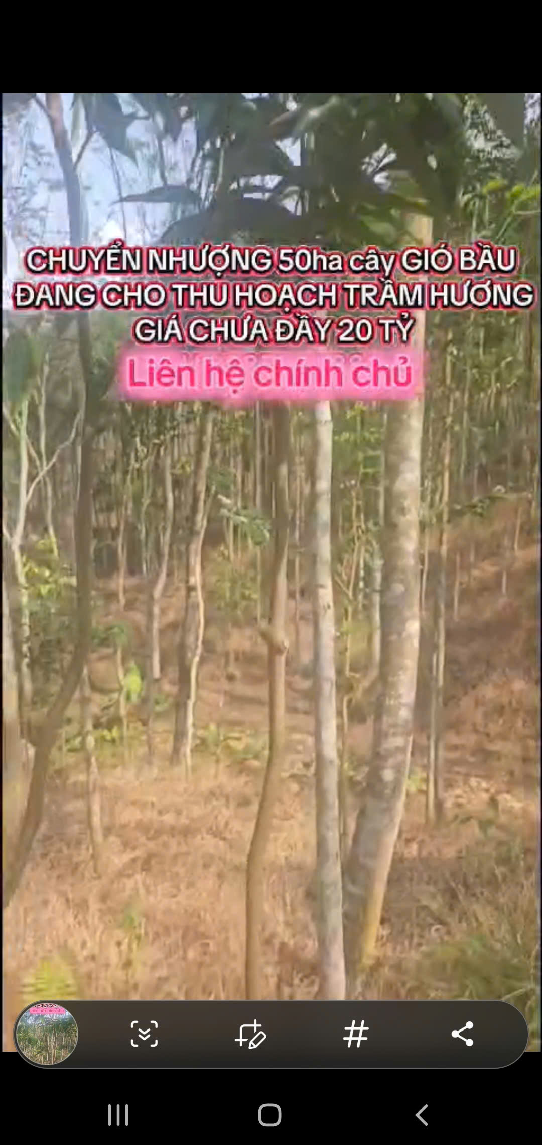 Chuyển nhượng rừng trầm 50ha tại Thanh Hóa - tài sản xanh sinh dòng tiền hơn 1 tỷ/năm