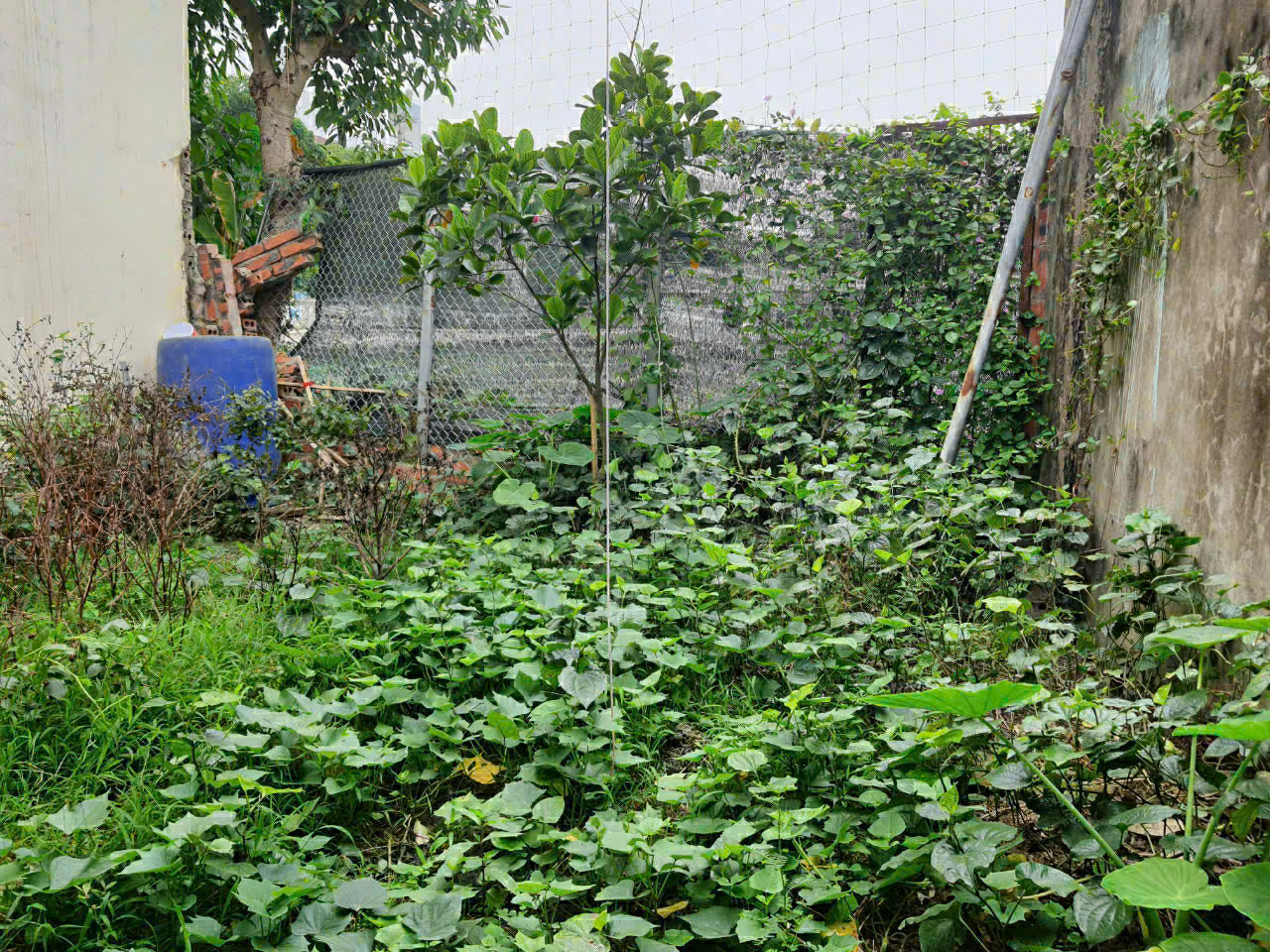 Bán nhà cấp 4 ngõ Lê Thần Tông Đông Vệ tp thanh hóa - 119,43m2 - có sân ô tô - giá đầu tư