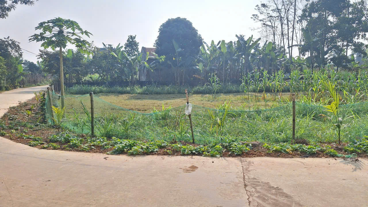 Bán 2 lô đất Triệu Sơn - diện tích 112,8m², mặt tiền 5m, cách chợ Thọ Bình 250m, giá chỉ 3xx triệu