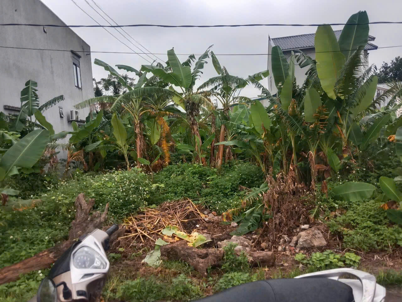 Bán đất trung tâm Quảng Xương 200m2 mặt tiền hơn 10m gần Ubnd Quảng Đức giá 1,x tỷ