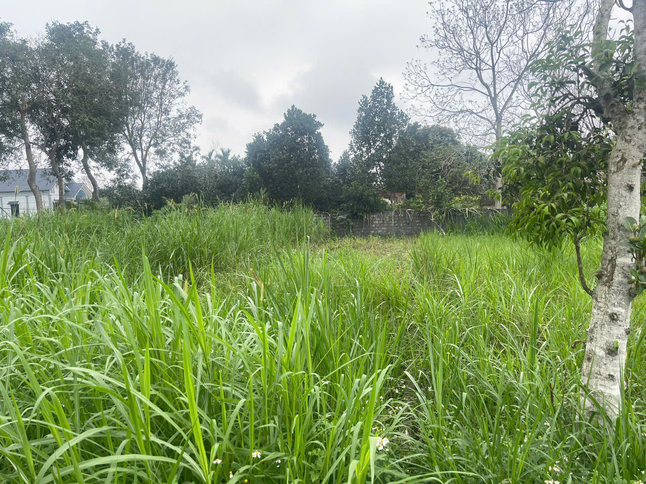 Đất Thọ Sơn Triệu Sơn 120m² mặt tiền 5m - ô tô tránh - gần sân bay Thọ Xuân - giá chỉ 3xx triệu