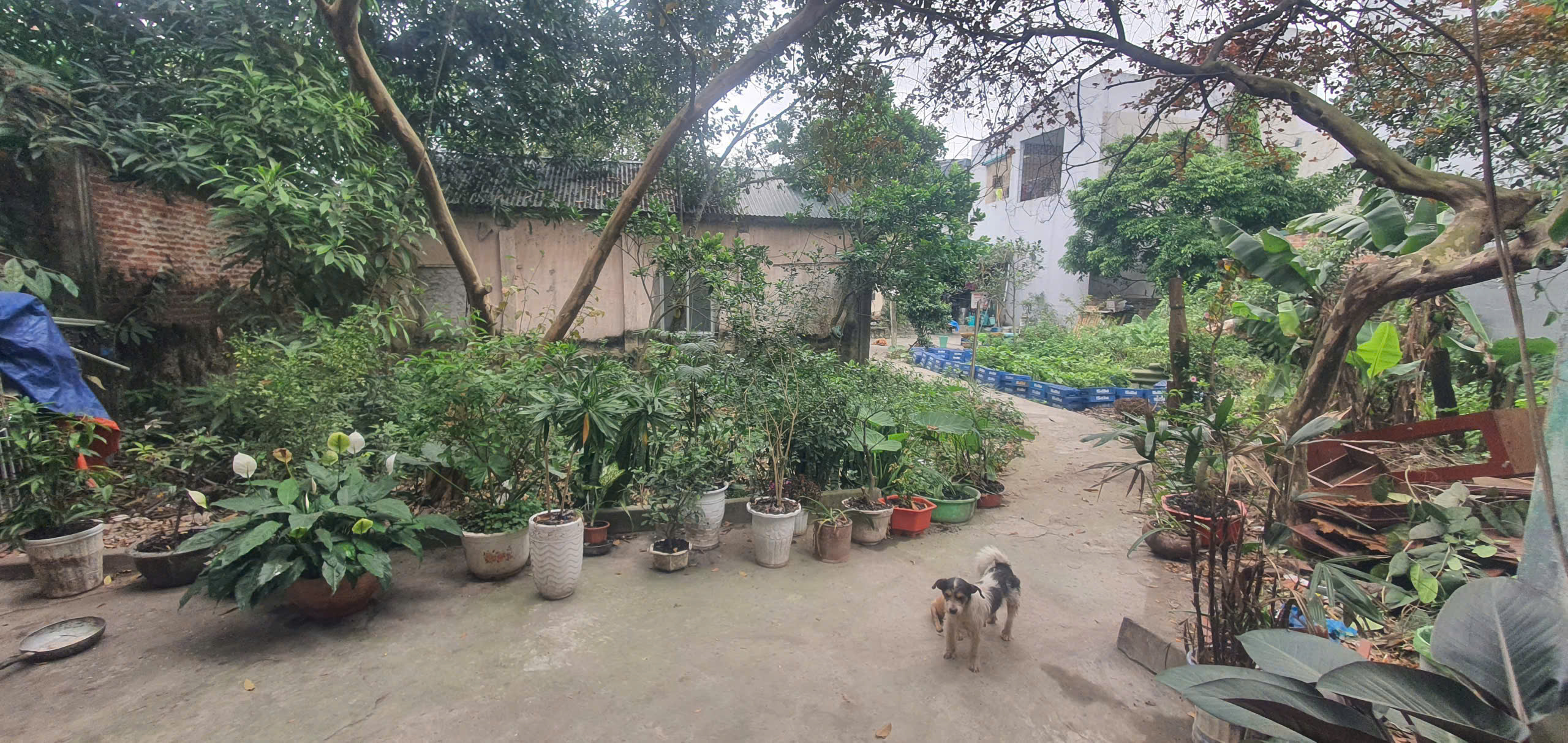 Bán đất 500m2 P. Đông Thọ tp Thanh Hóa - lô đất rộng hiếm, phù hợp biệt thự hoặc đầu tư chia lô