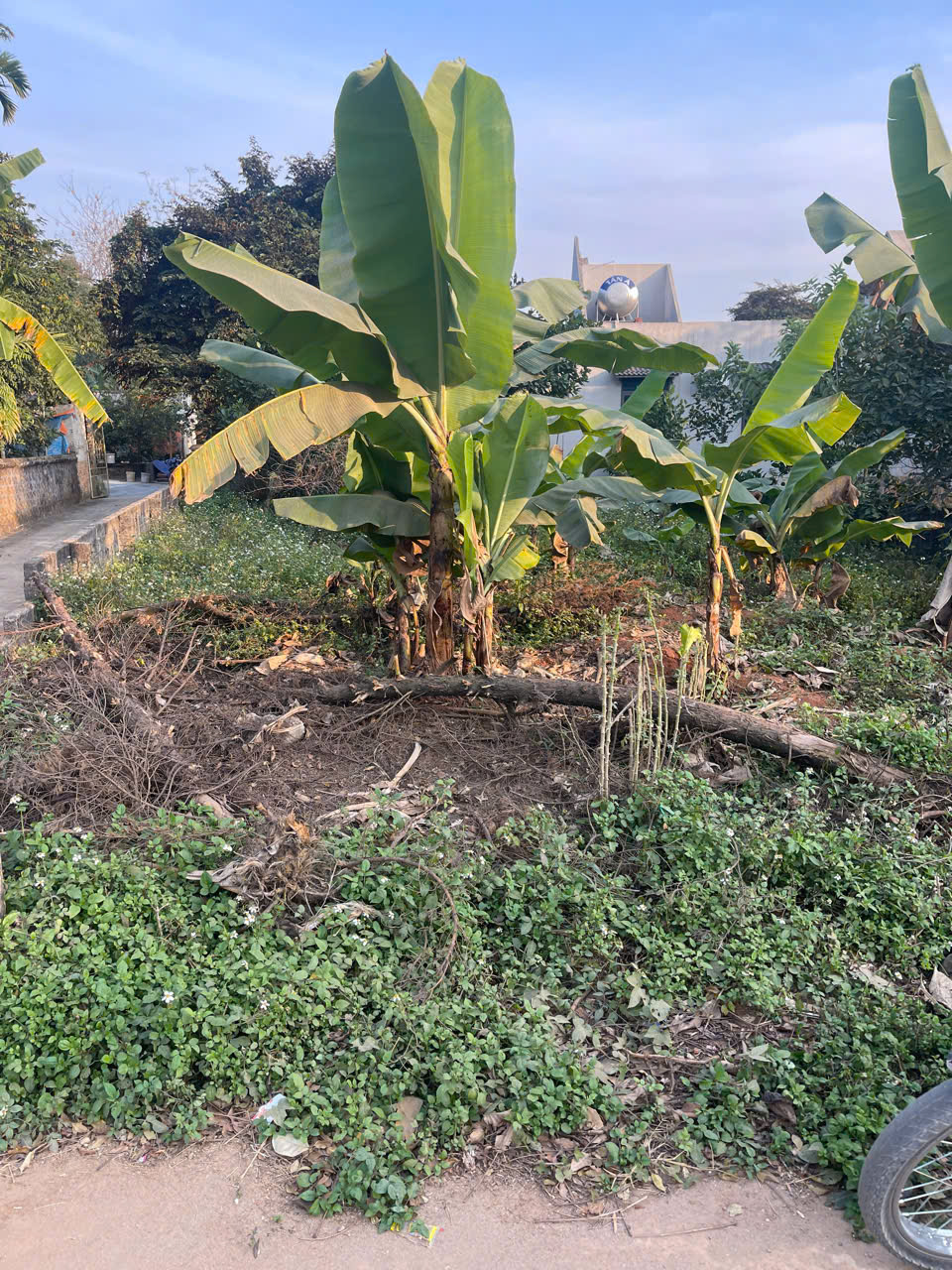 Bán lô đất đầu ve 155m2 2 mặt tiền Thọ Tân Triệu Sơn - đường nhựa 7m - giá 8xx