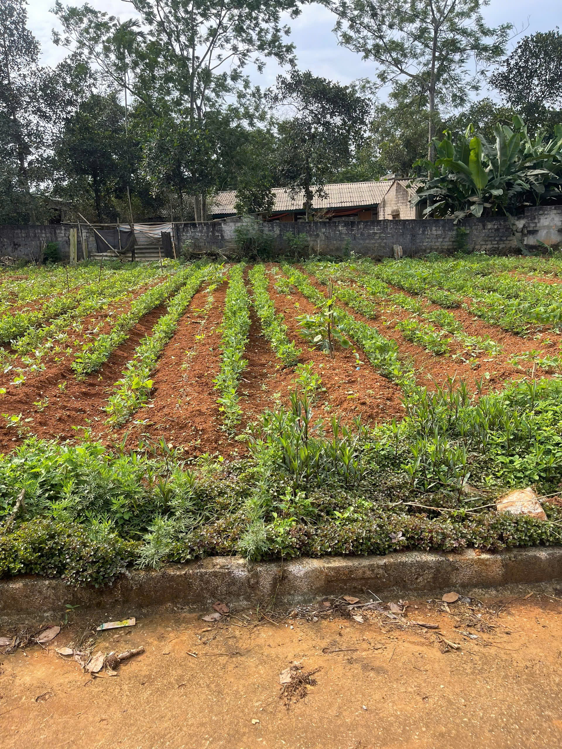 Bán đất Thọ Phú Thanh Hoá 121,6m2 mặt tiền 5m đường rộng ô tô tránh - giá chỉ 3xx triệu