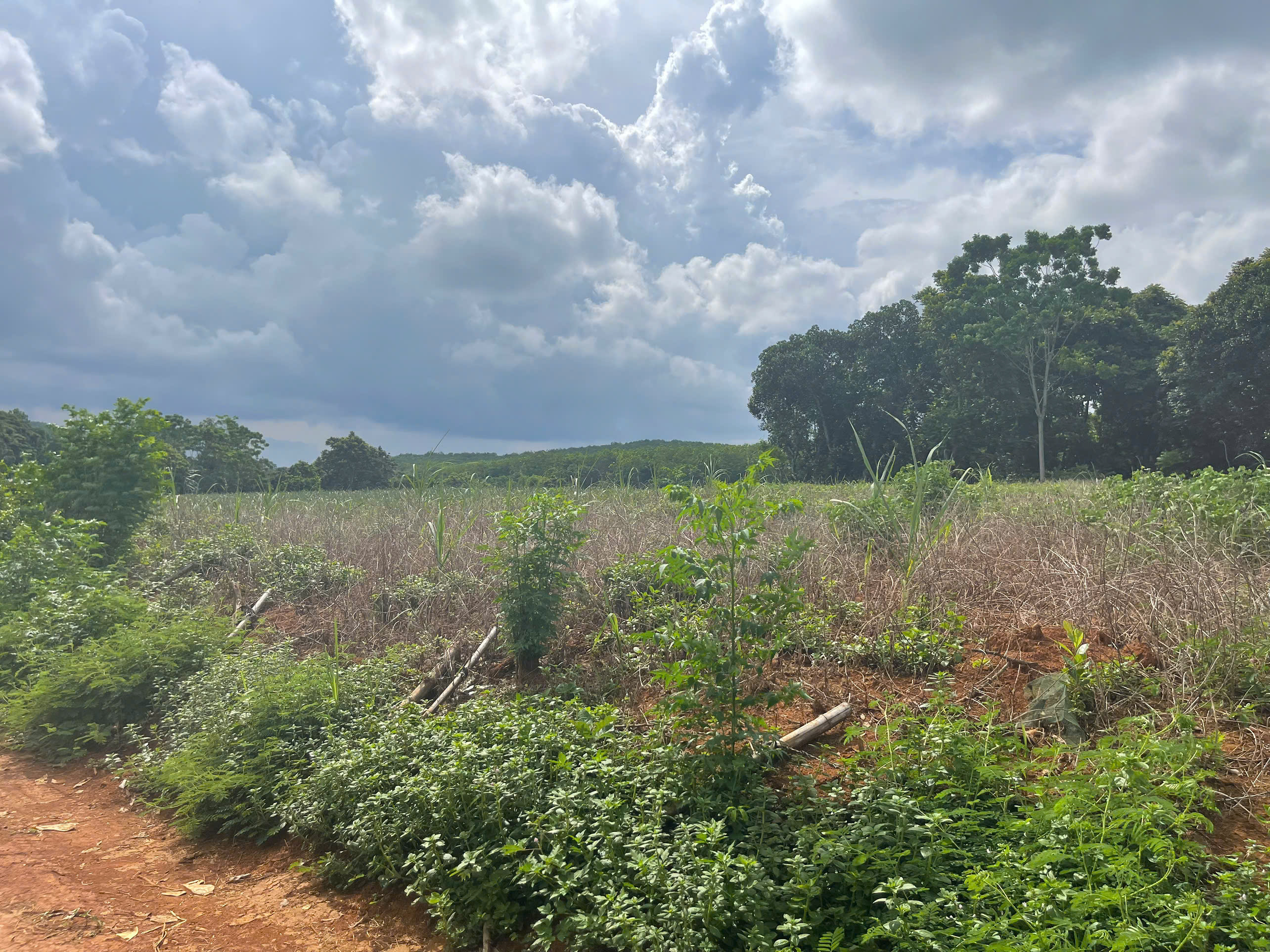 Bán đất trung tâm TT Vân Du Thạch Thành - 300m², mặt tiền 10m, giá chỉ 2xx triệu