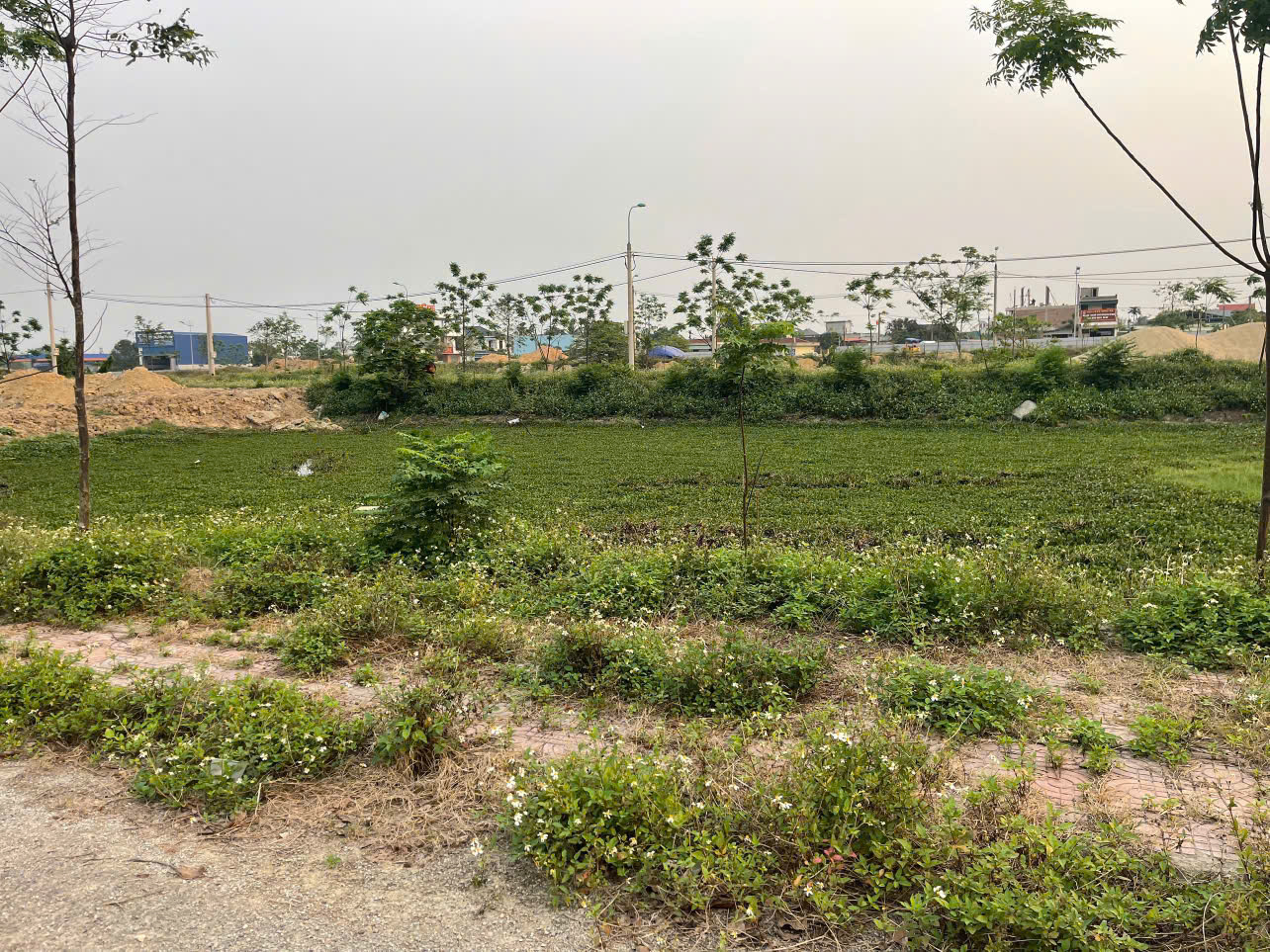 Đất mbqh 8197 Quảng Phú 90m² - sát đại lộ Nam Sông Mã - giá 1,55 tỷ