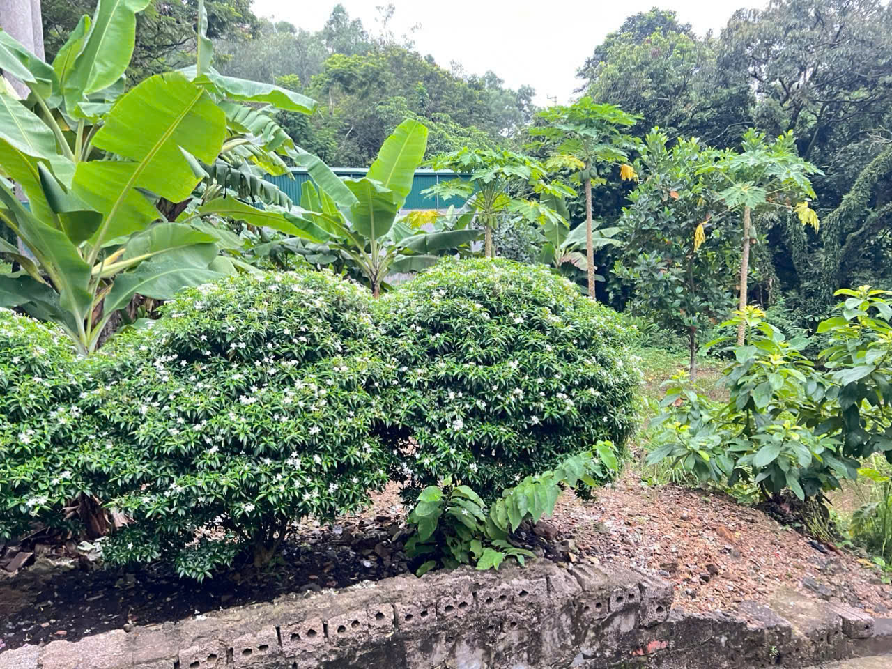 Đất mặt tiền 23m Trịnh Thế Lợi phường Hàm Rồng - 250m², thực tế hơn 336m², giá hơn 3 tỷ