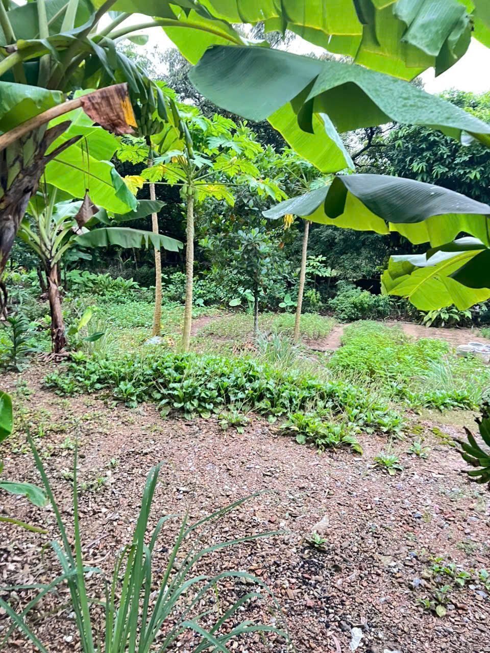 Đất mặt tiền 23m Trịnh Thế Lợi phường Hàm Rồng - 250m², thực tế hơn 336m², giá hơn 3 tỷ