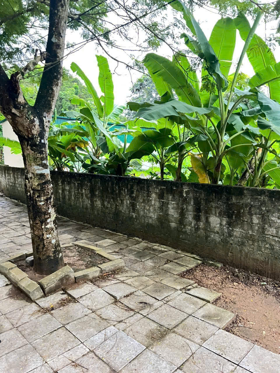 Đất mặt tiền 23m Trịnh Thế Lợi phường Hàm Rồng - 250m², thực tế hơn 336m², giá hơn 3 tỷ
