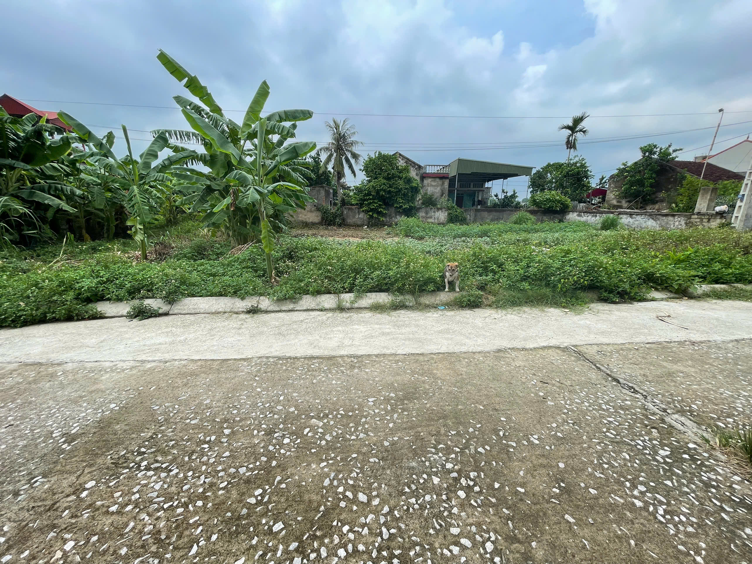 Bán đất 90m2 mặt tiền 5m gần Tượng Phật lớn Thị Trấn Nưa, Triệu Sơn
