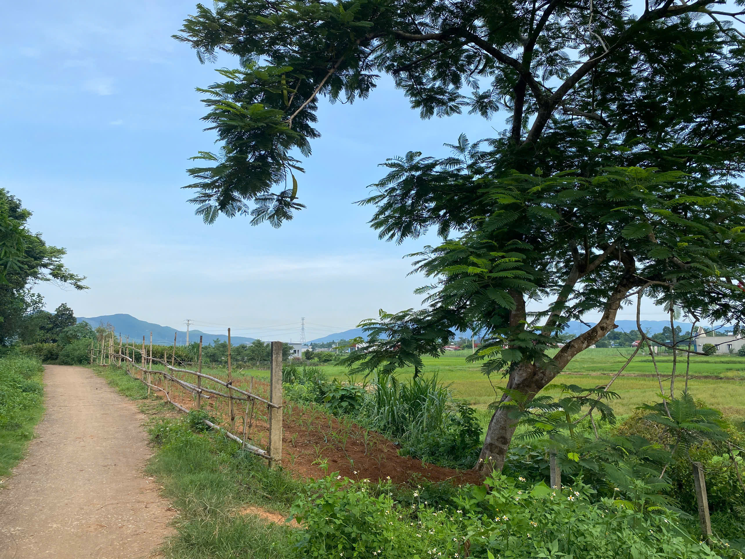 Bán đất 2.494m2 sổ hồng tại Yên Lạc, Như Thanh, Thanh Hóa – mặt tiền gần 29m
