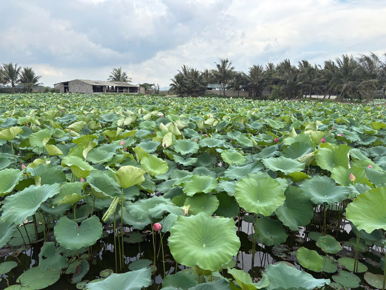 Chuyển nhượng trang trại, khu nghỉ dưỡng 120.000m2 tại Xuân Phong Thọ Xuân, mặt tiền 333m