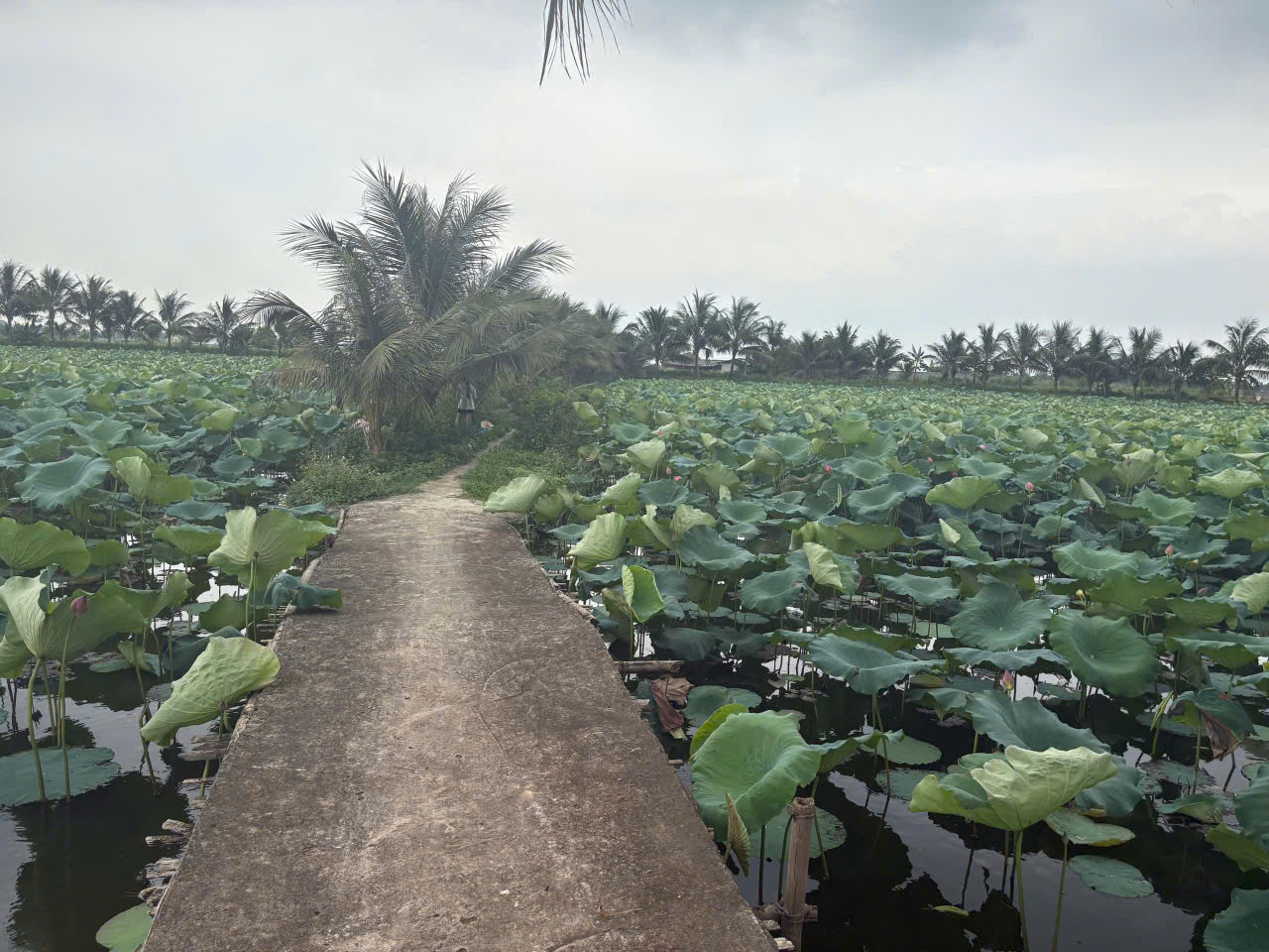 Chuyển nhượng trang trại, khu nghỉ dưỡng 120.000m2 tại Xuân Phong Thọ Xuân, mặt tiền 333m