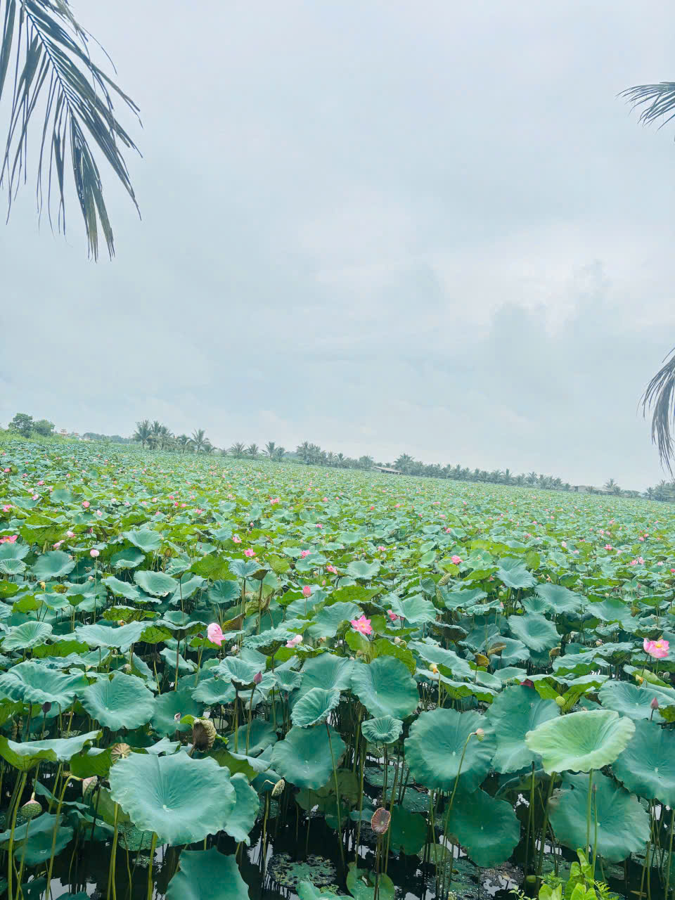Chuyển nhượng trang trại, khu nghỉ dưỡng 120.000m2 tại Xuân Phong Thọ Xuân, mặt tiền 333m