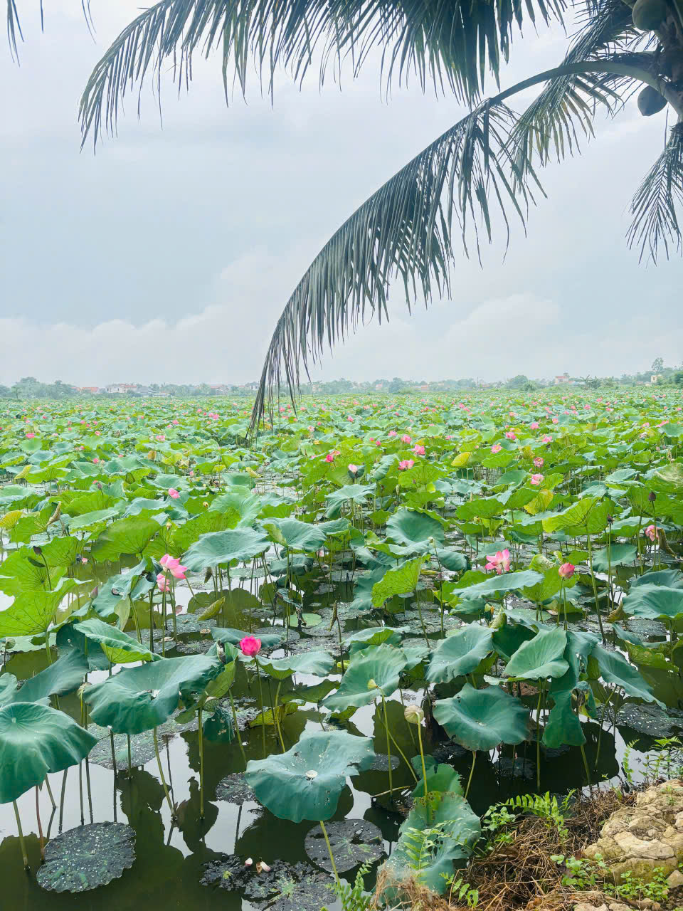 Chuyển nhượng trang trại, khu nghỉ dưỡng 120.000m2 tại Xuân Phong Thọ Xuân, mặt tiền 333m