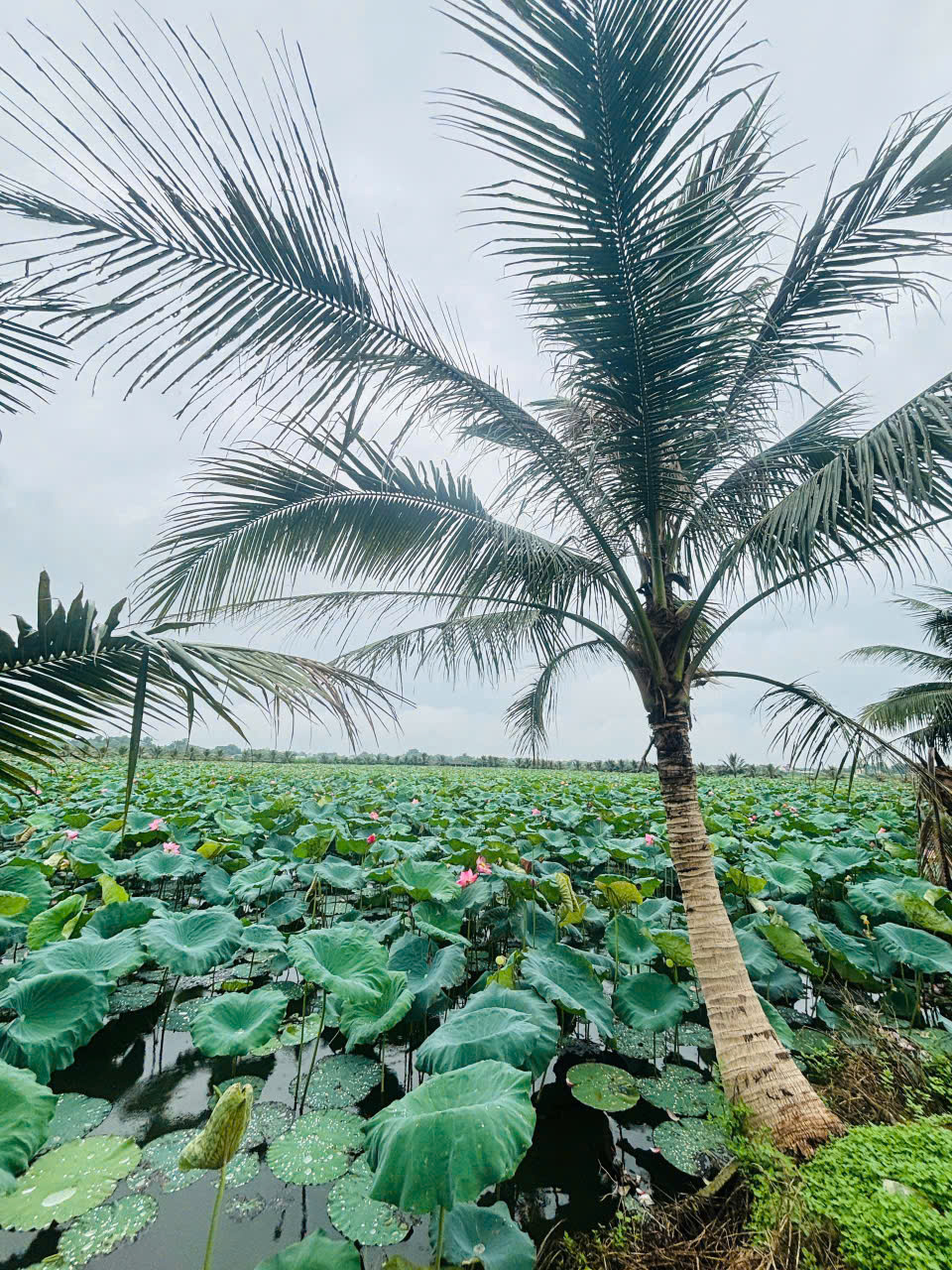 Chuyển nhượng trang trại, khu nghỉ dưỡng 120.000m2 tại Xuân Phong Thọ Xuân, mặt tiền 333m