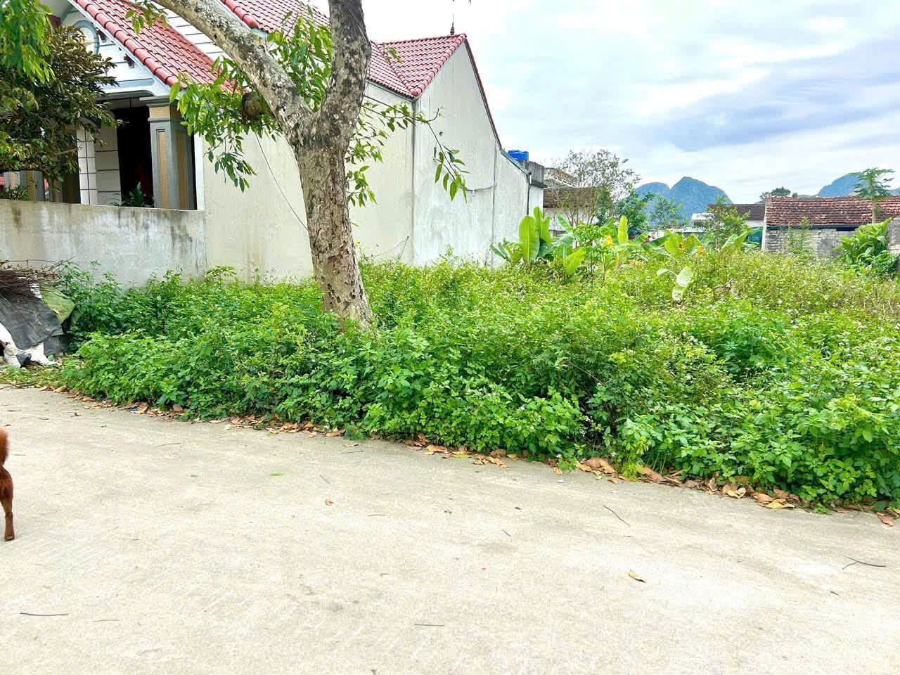 Bán Đất Full Thổ Cư 297,5m2 Tại Đồng Tiến, Triệu Sơn Gần Cao Tốc Và KCN Sumitomo